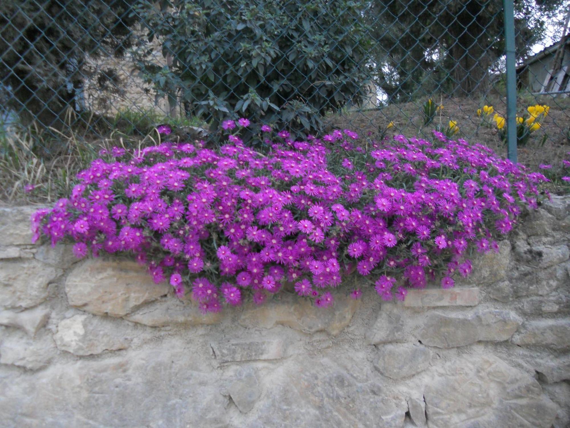 Tenuta Il Tresto Poggibonsi Esterno foto